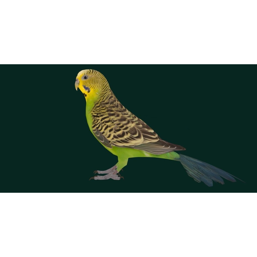 Budgerigar 3D Model – Low Poly Game Asset, FBX, PBR Textures - View 16