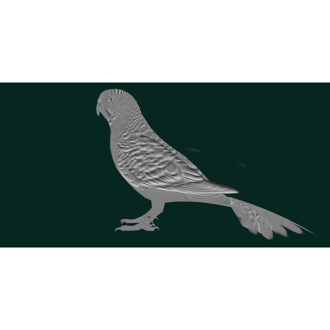Budgerigar 3D Model – Low Poly Game Asset, FBX, PBR Textures - View 17