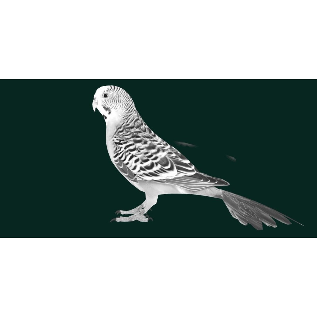 Budgerigar 3D Model – Low Poly Game Asset, FBX, PBR Textures - View 18