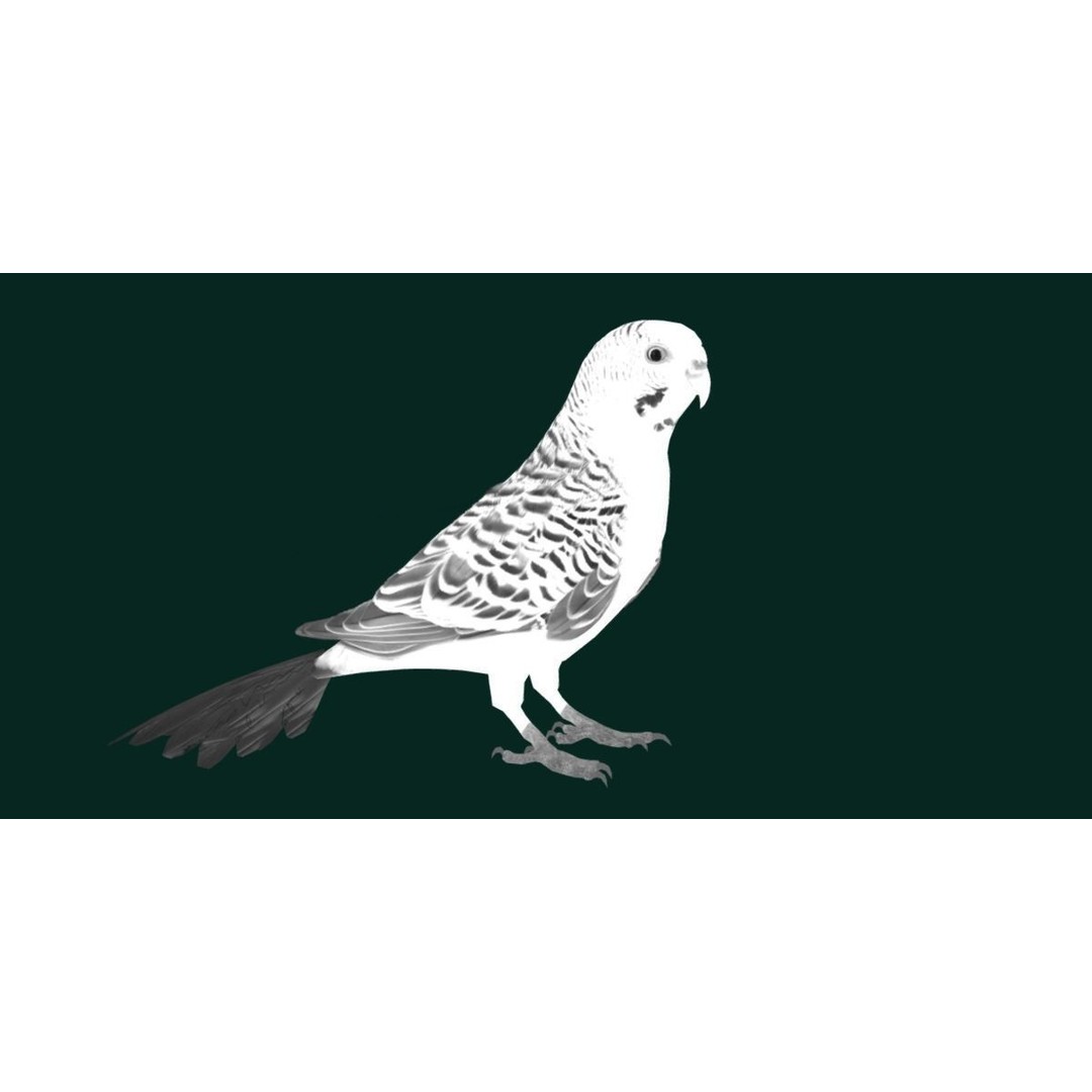 Budgerigar 3D Model – Low Poly Game Asset, FBX, PBR Textures - View 19