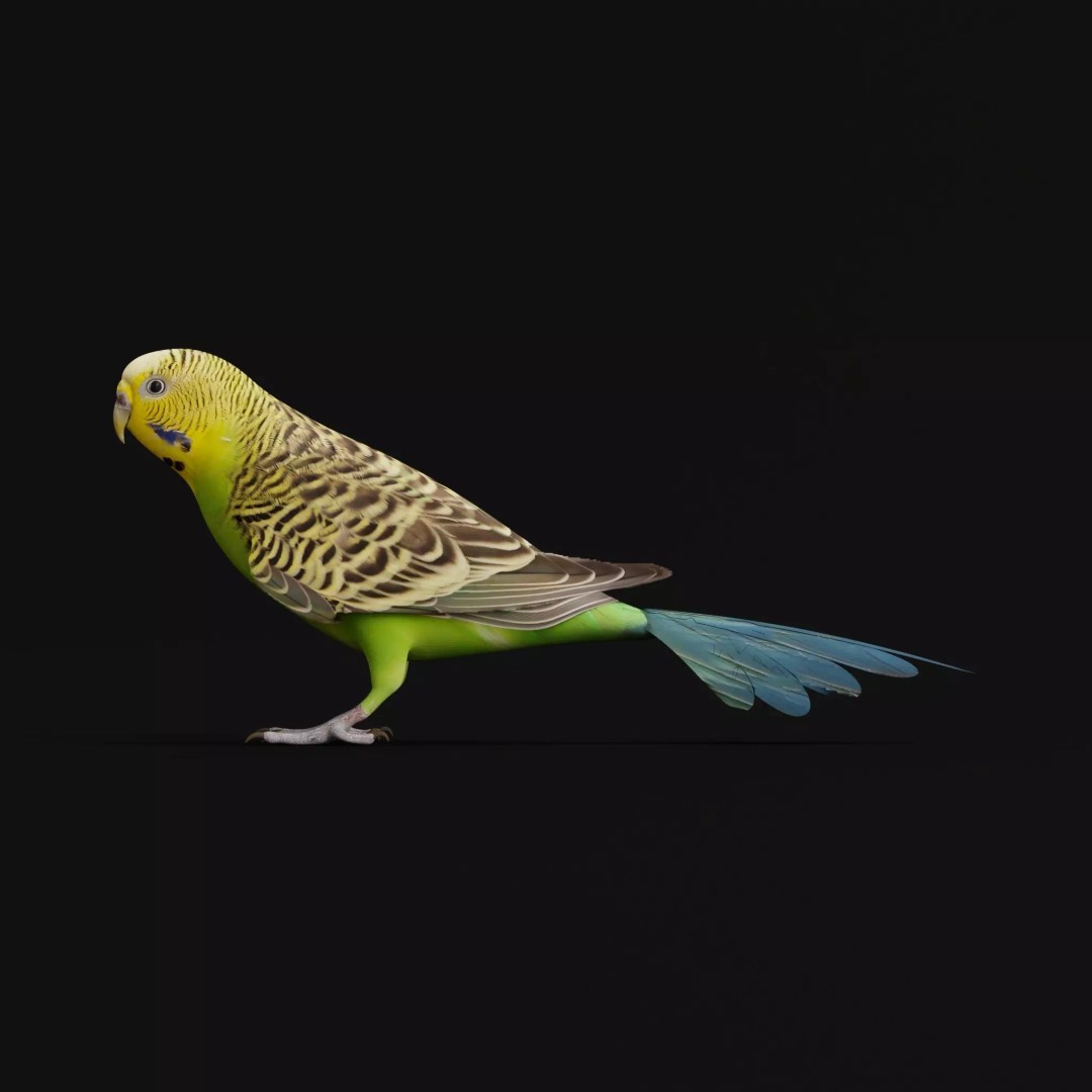 Budgerigar 3D Model – Low Poly Game Asset, FBX, PBR Textures - View 2