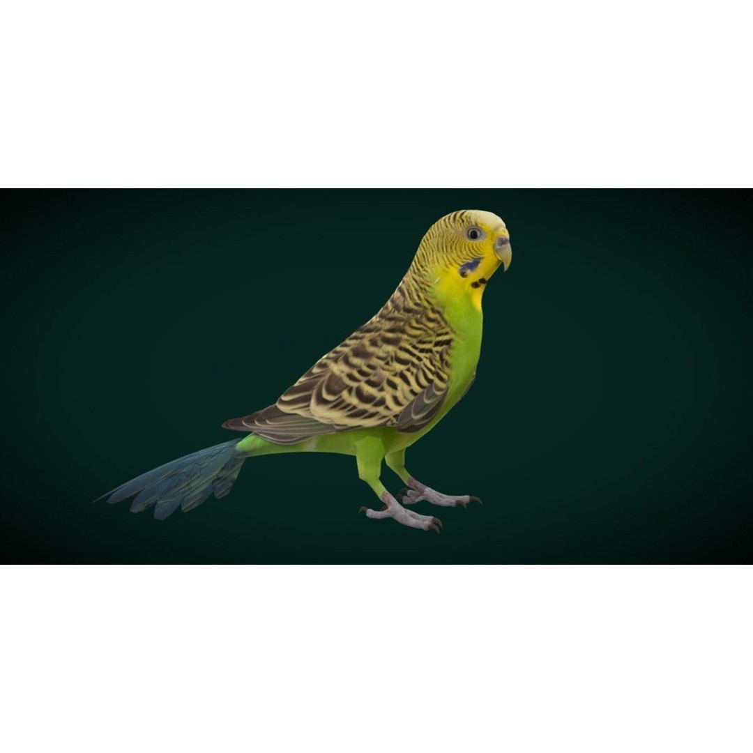 Budgerigar 3D Model – Low Poly Game Asset, FBX, PBR Textures - View 22