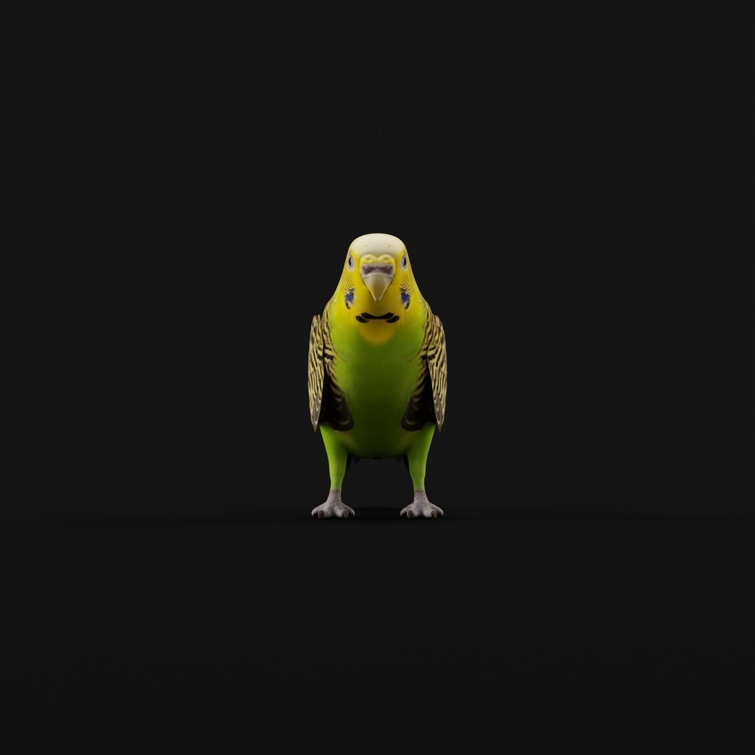 Budgerigar 3D Model – Low Poly Game Asset, FBX, PBR Textures - View 23