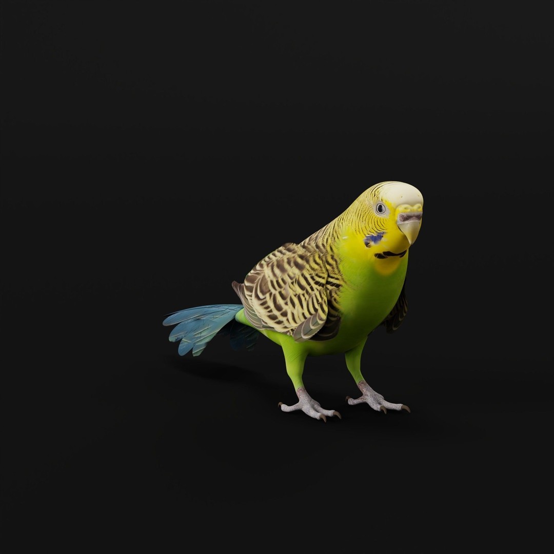 Budgerigar 3D Model – Low Poly Game Asset, FBX, PBR Textures - View 24