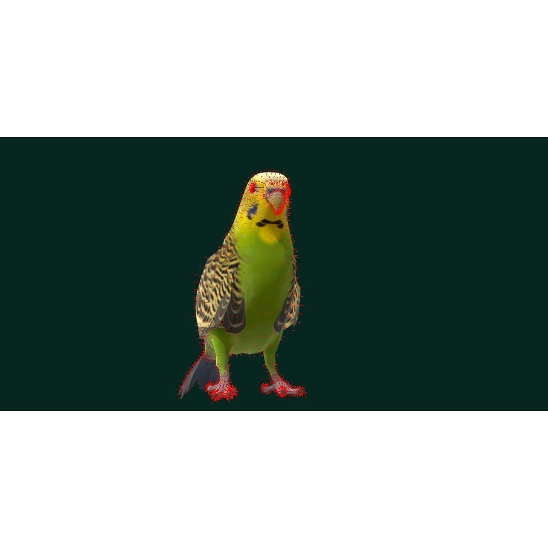 Budgerigar 3D Model – Low Poly Game Asset, FBX, PBR Textures - View 7