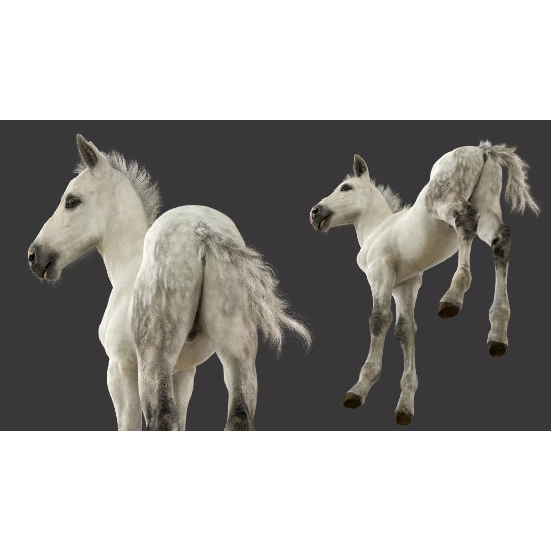 Realistic Horse Foal 3D Model – High Poly PBR Asset, FBX & OBJ - View 11