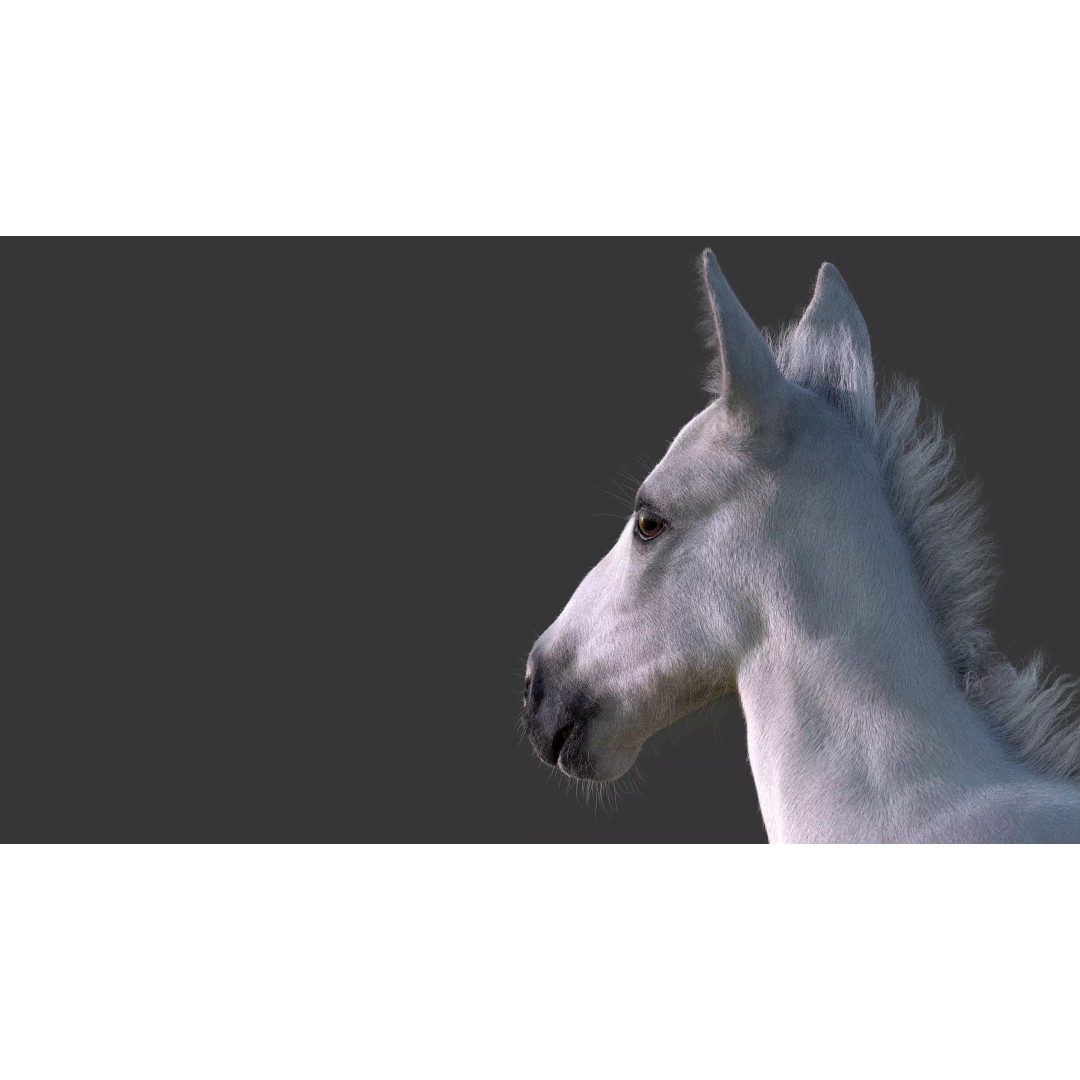Realistic Horse Foal 3D Model – High Poly PBR Asset, FBX & OBJ - View 12