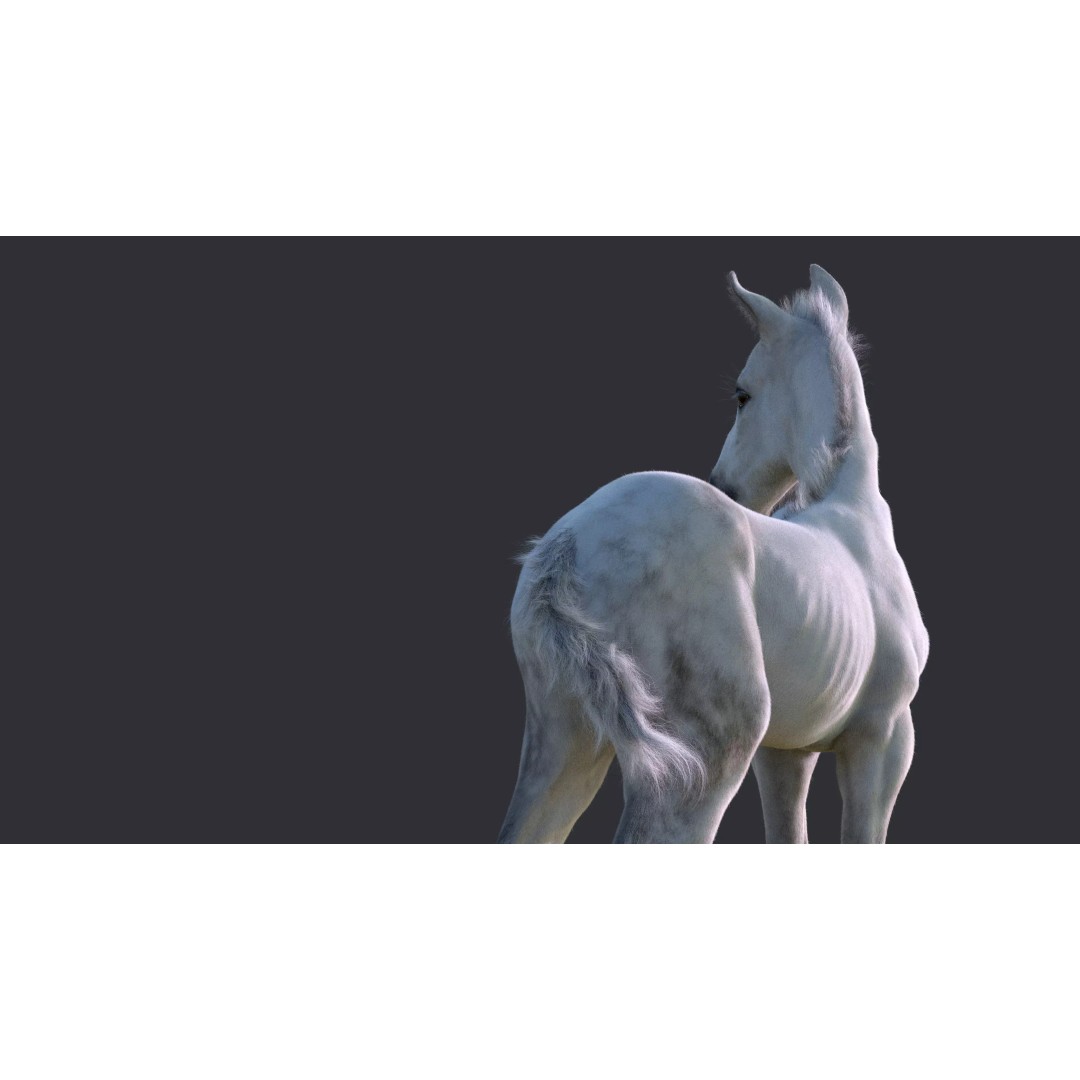 Realistic Horse Foal 3D Model – High Poly PBR Asset, FBX & OBJ - View 13