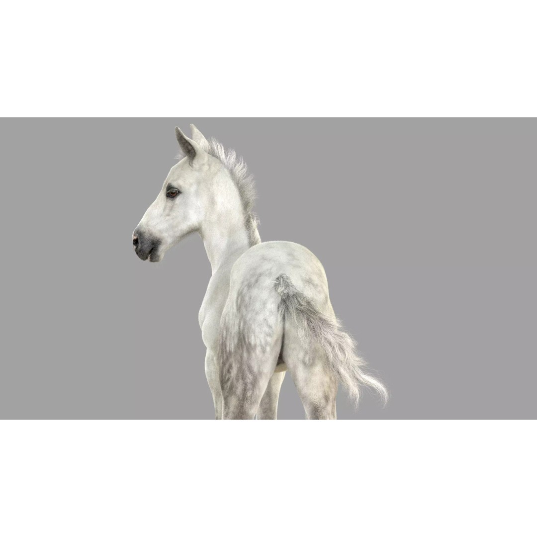 Realistic Horse Foal 3D Model – High Poly PBR Asset, FBX & OBJ - View 14