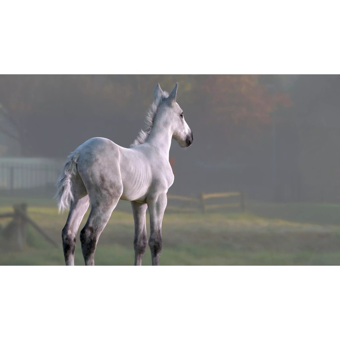 Realistic Horse Foal 3D Model – High Poly PBR Asset, FBX & OBJ - View 15