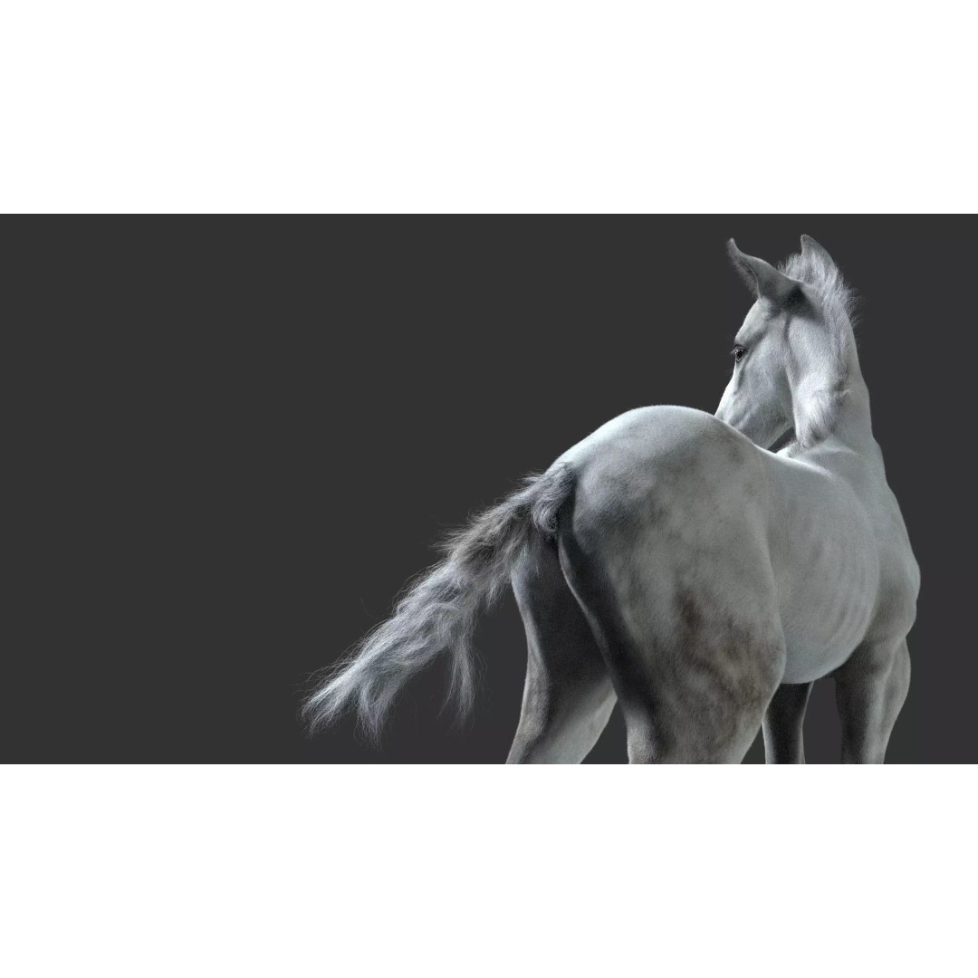Realistic Horse Foal 3D Model – High Poly PBR Asset, FBX & OBJ - View 16