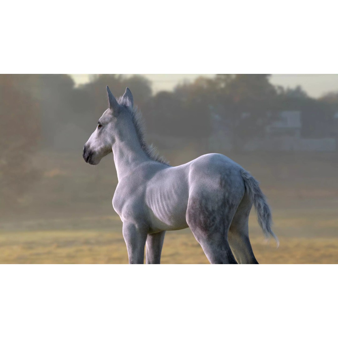 Realistic Horse Foal 3D Model – High Poly PBR Asset, FBX & OBJ - View 17