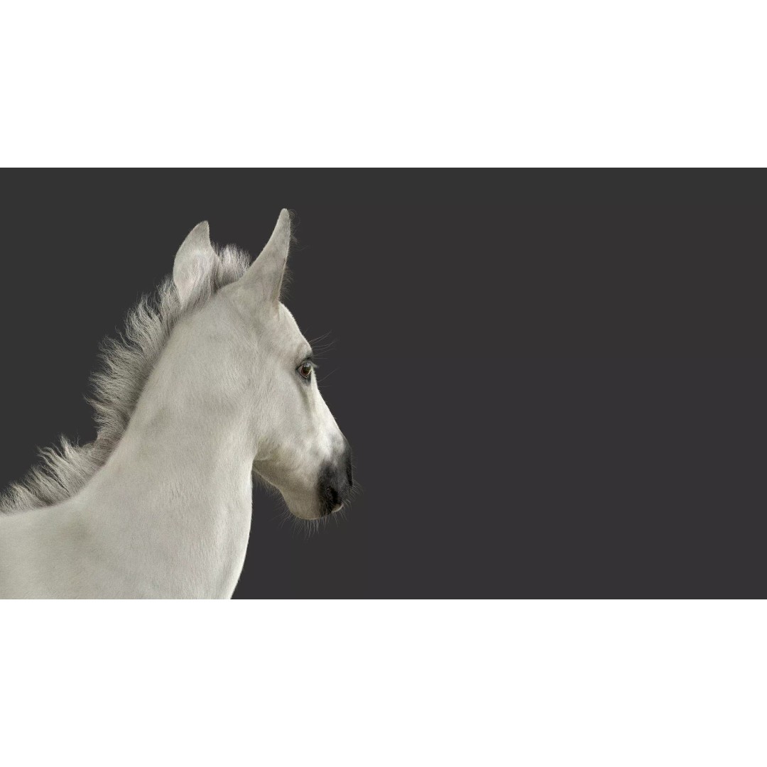 Realistic Horse Foal 3D Model – High Poly PBR Asset, FBX & OBJ - View 18