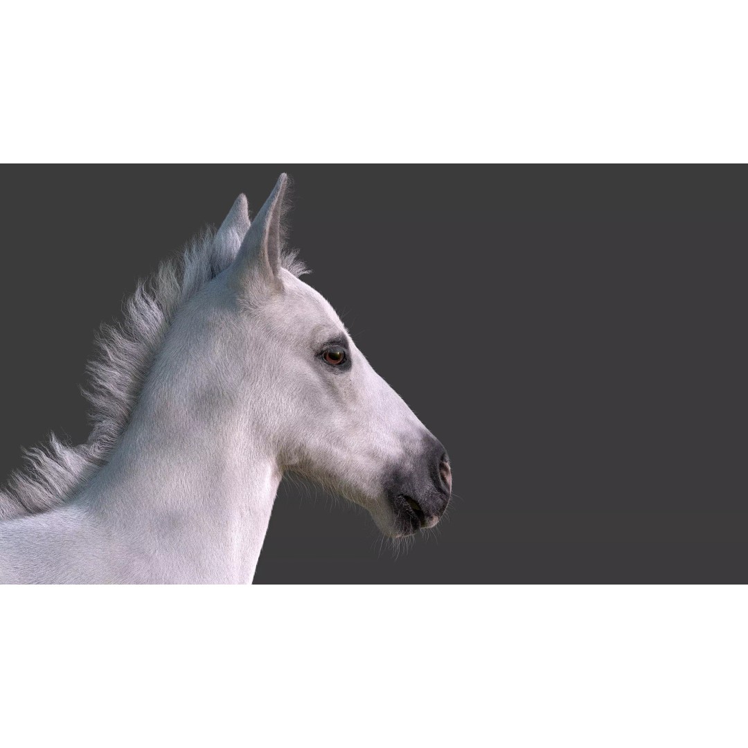 Realistic Horse Foal 3D Model – High Poly PBR Asset, FBX & OBJ - View 19