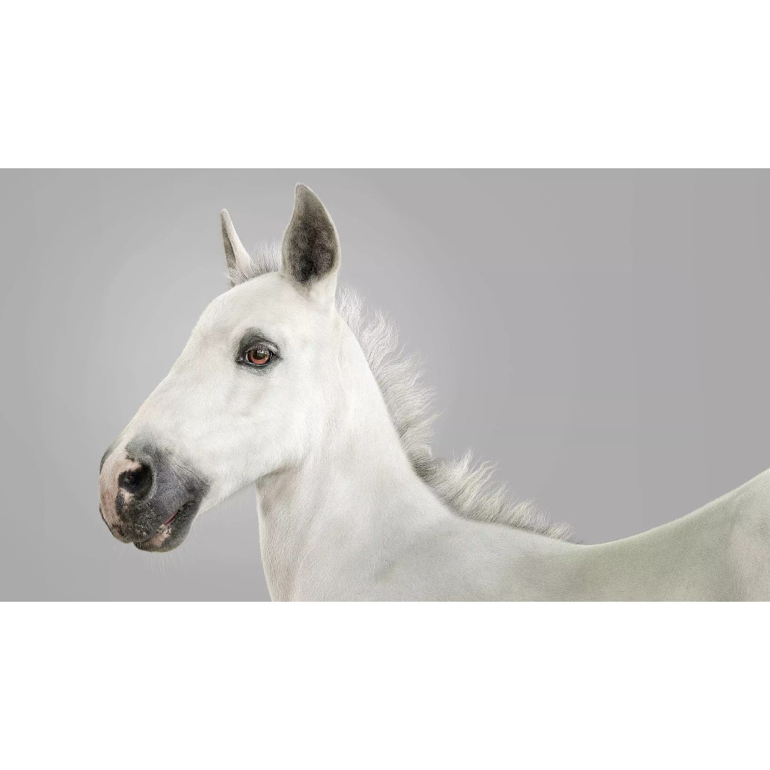 Realistic Horse Foal 3D Model – High Poly PBR Asset, FBX & OBJ - View 2