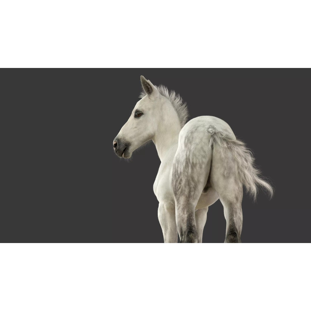 Realistic Horse Foal 3D Model – High Poly PBR Asset, FBX & OBJ - View 21