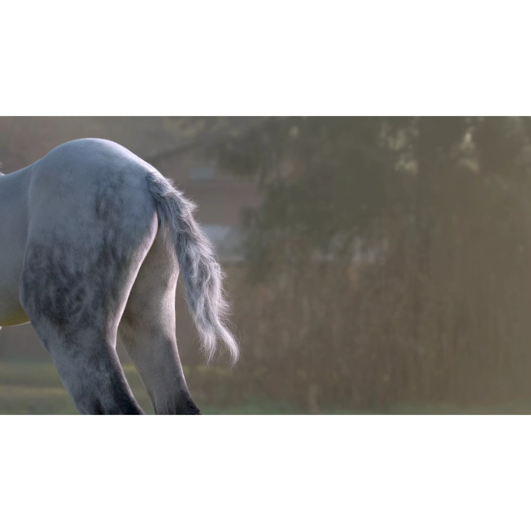 Realistic Horse Foal 3D Model – High Poly PBR Asset, FBX & OBJ - View 22