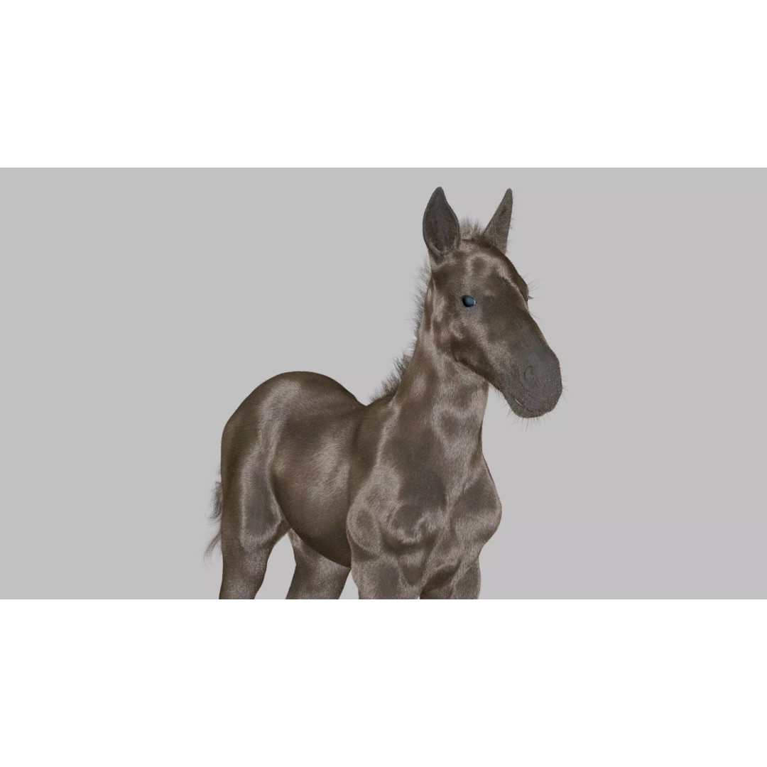 Realistic Horse Foal 3D Model – High Poly PBR Asset, FBX & OBJ - View 24