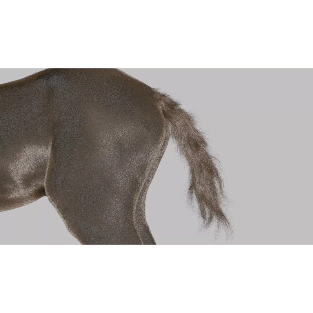 Realistic Horse Foal 3D Model – High Poly PBR Asset, FBX & OBJ - View 25