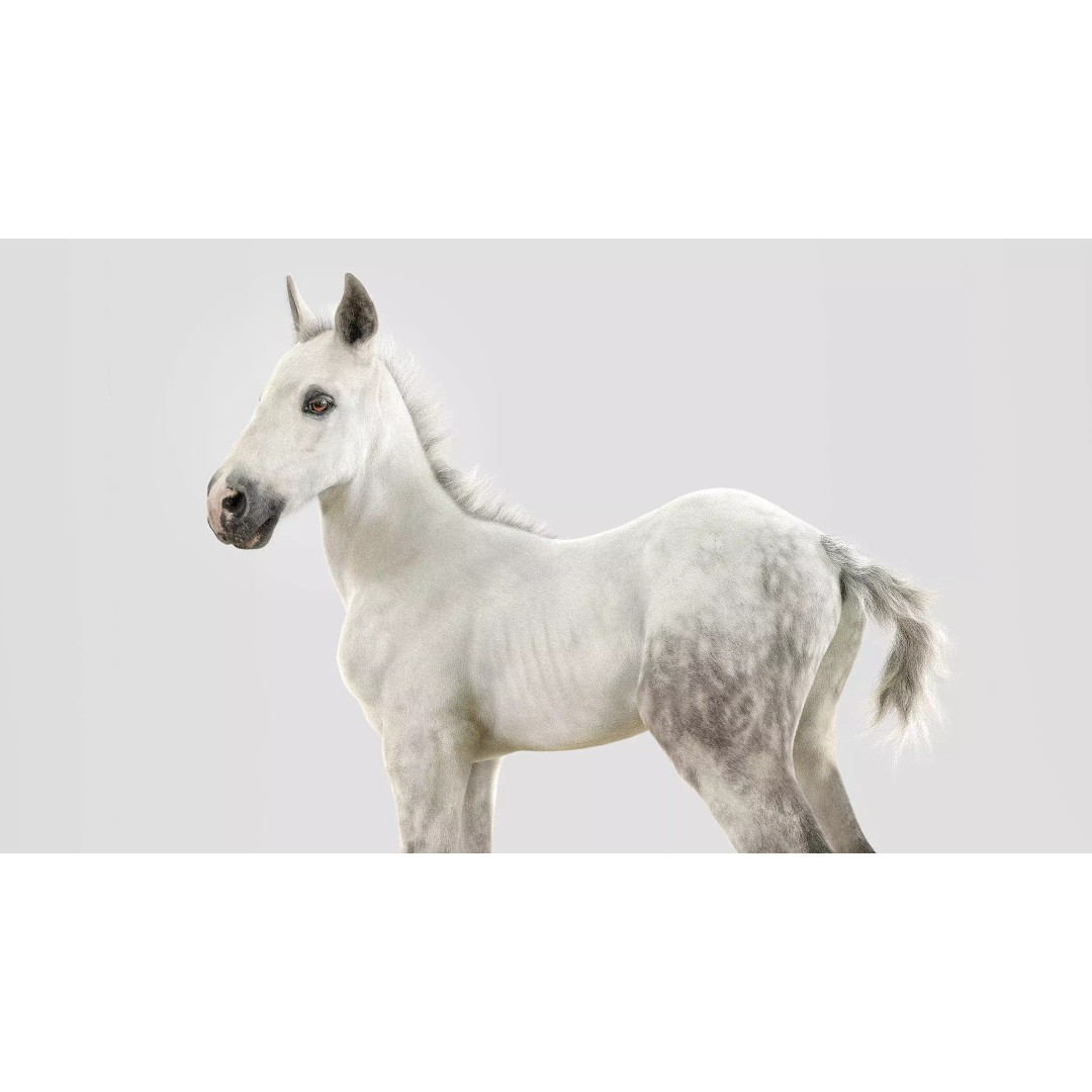 Realistic Horse Foal 3D Model – High Poly PBR Asset, FBX & OBJ - View 3