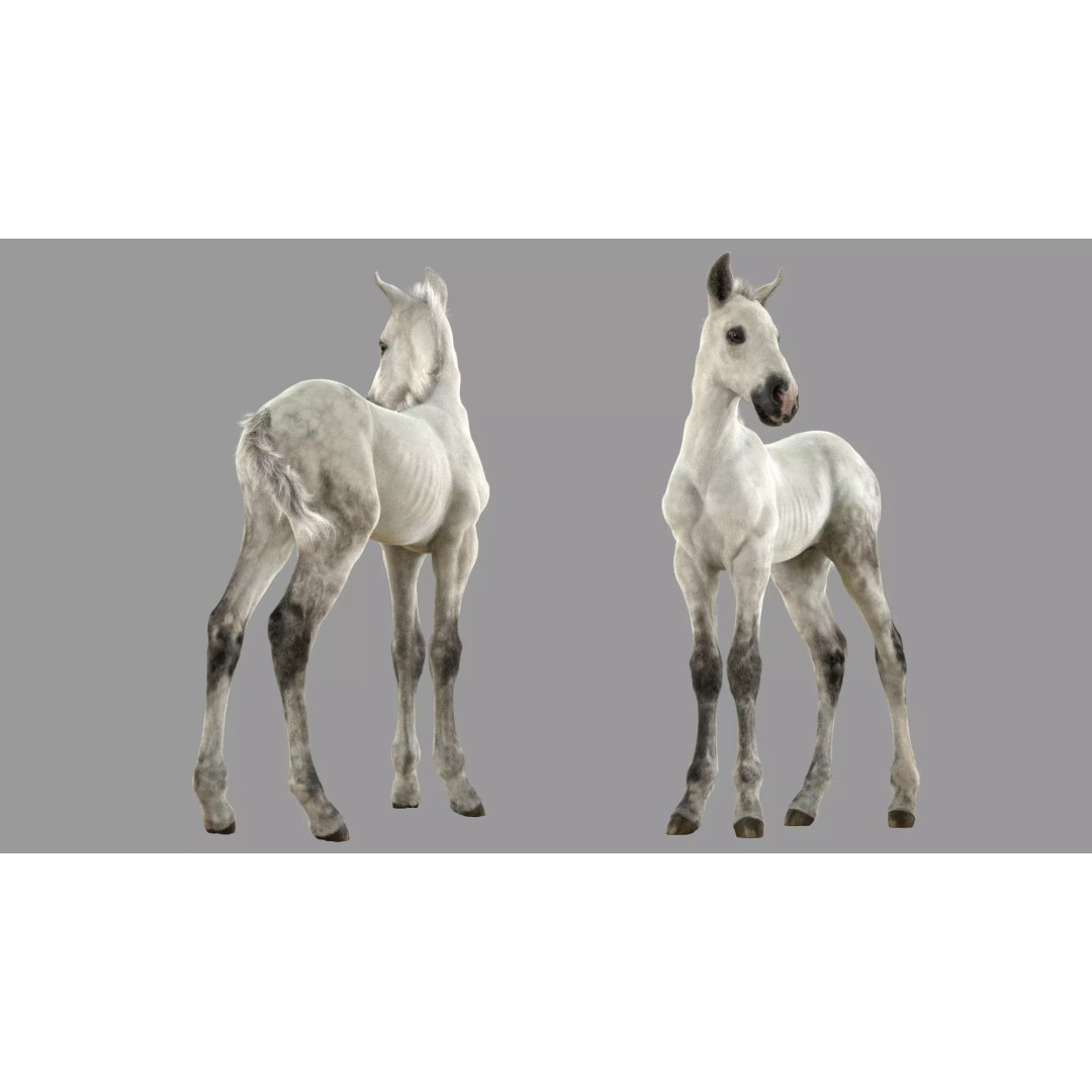 Realistic Horse Foal 3D Model – High Poly PBR Asset, FBX & OBJ - View 4