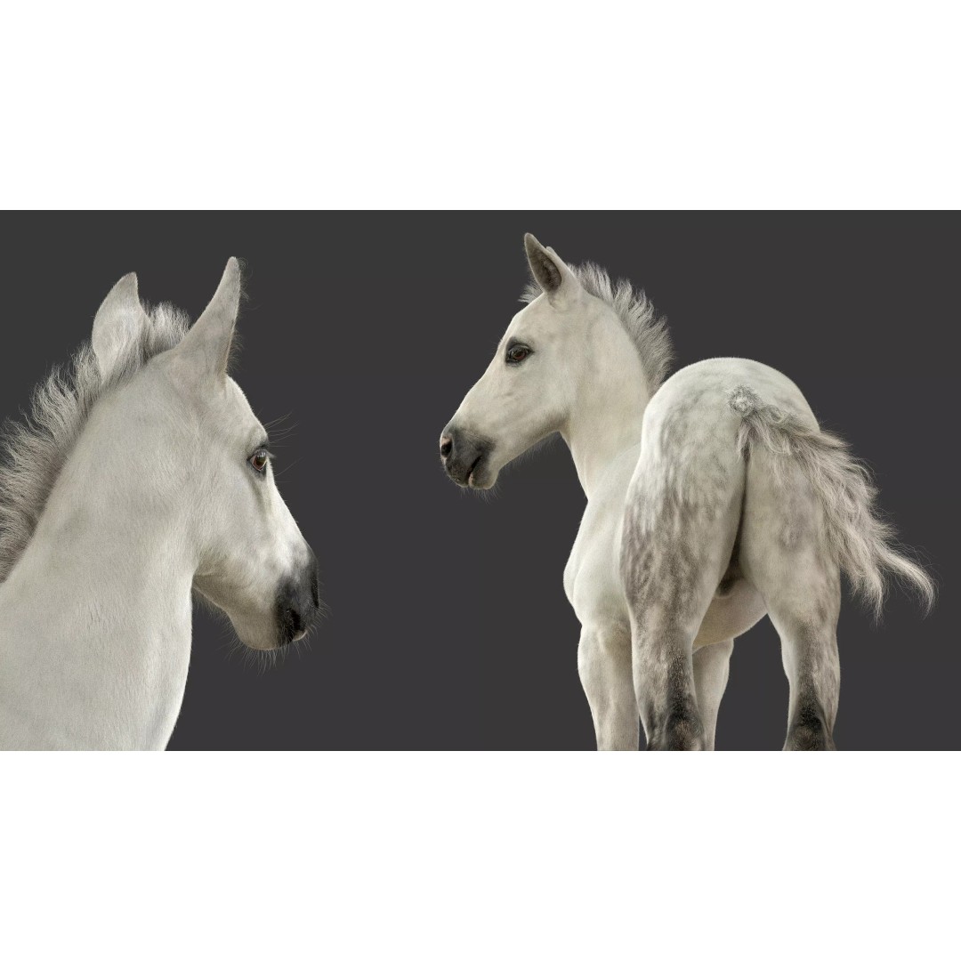 Realistic Horse Foal 3D Model – High Poly PBR Asset, FBX & OBJ - View 5