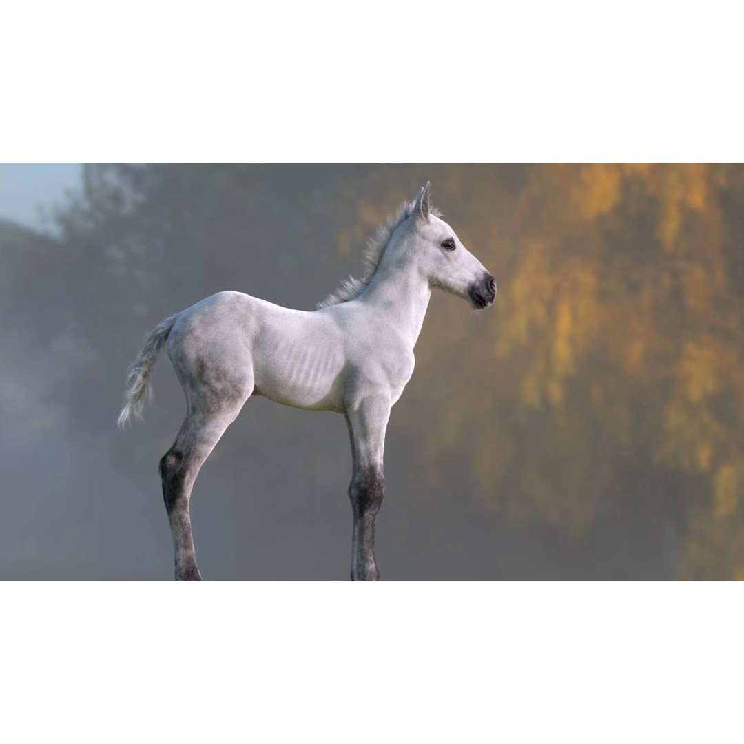 Realistic Horse Foal 3D Model – High Poly PBR Asset, FBX & OBJ - View 6