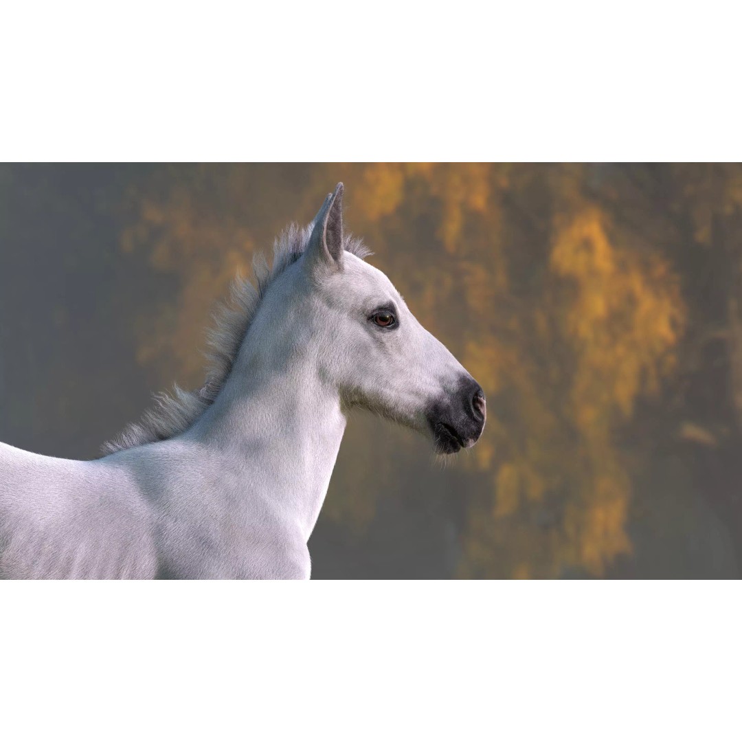 Realistic Horse Foal 3D Model – High Poly PBR Asset, FBX & OBJ - View 7