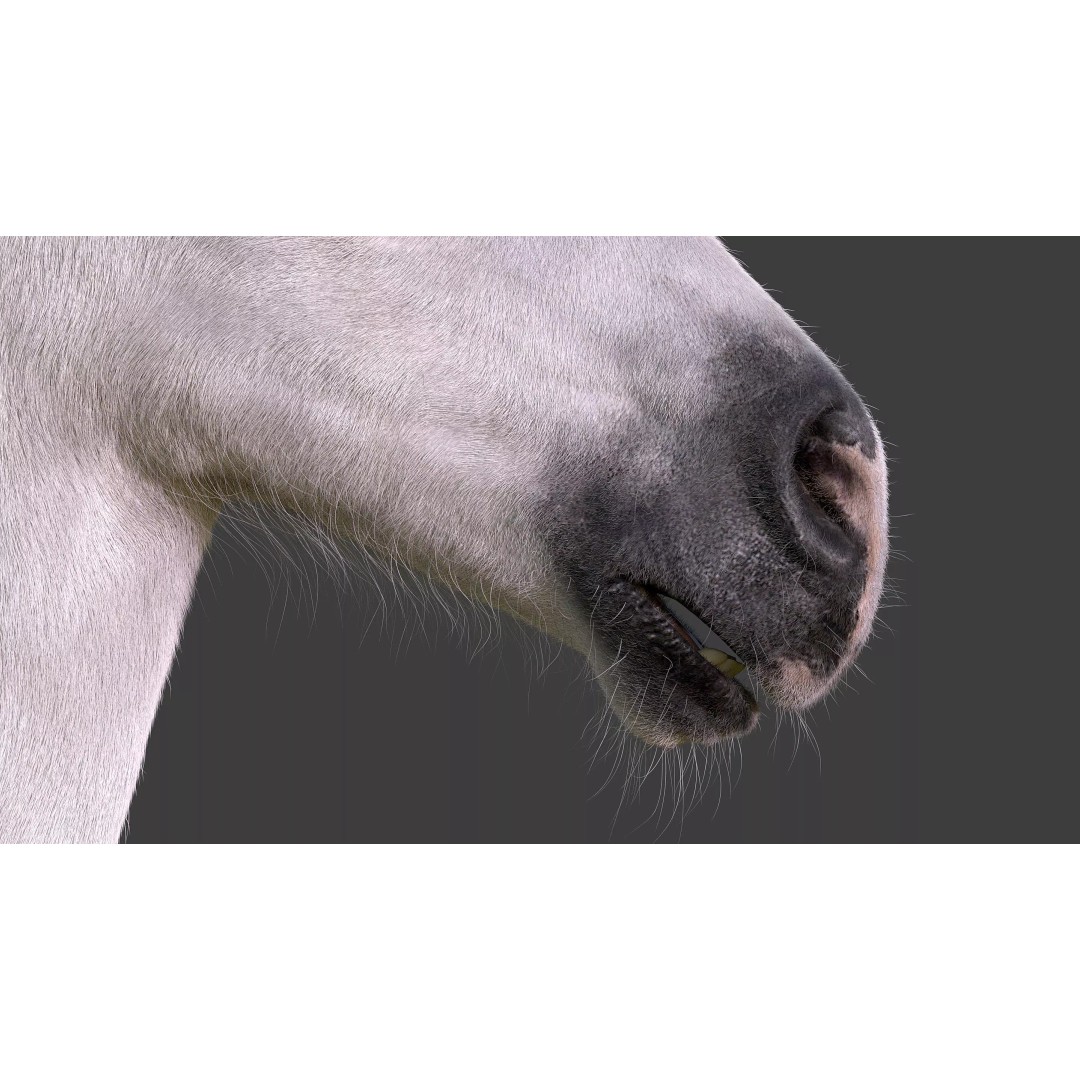 Realistic Horse Foal 3D Model – High Poly PBR Asset, FBX & OBJ - View 8