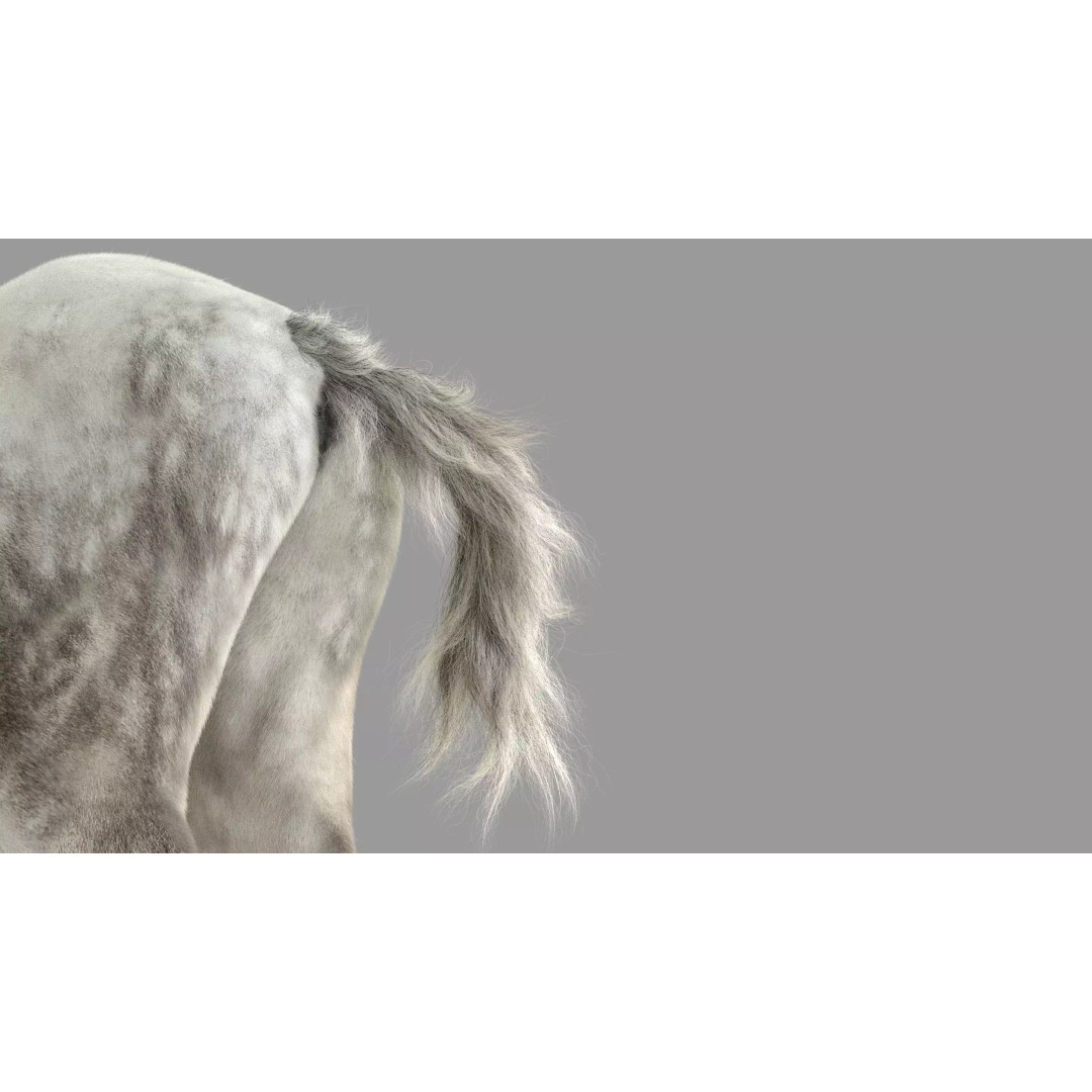 Realistic Horse Foal 3D Model – High Poly PBR Asset, FBX & OBJ - View 9