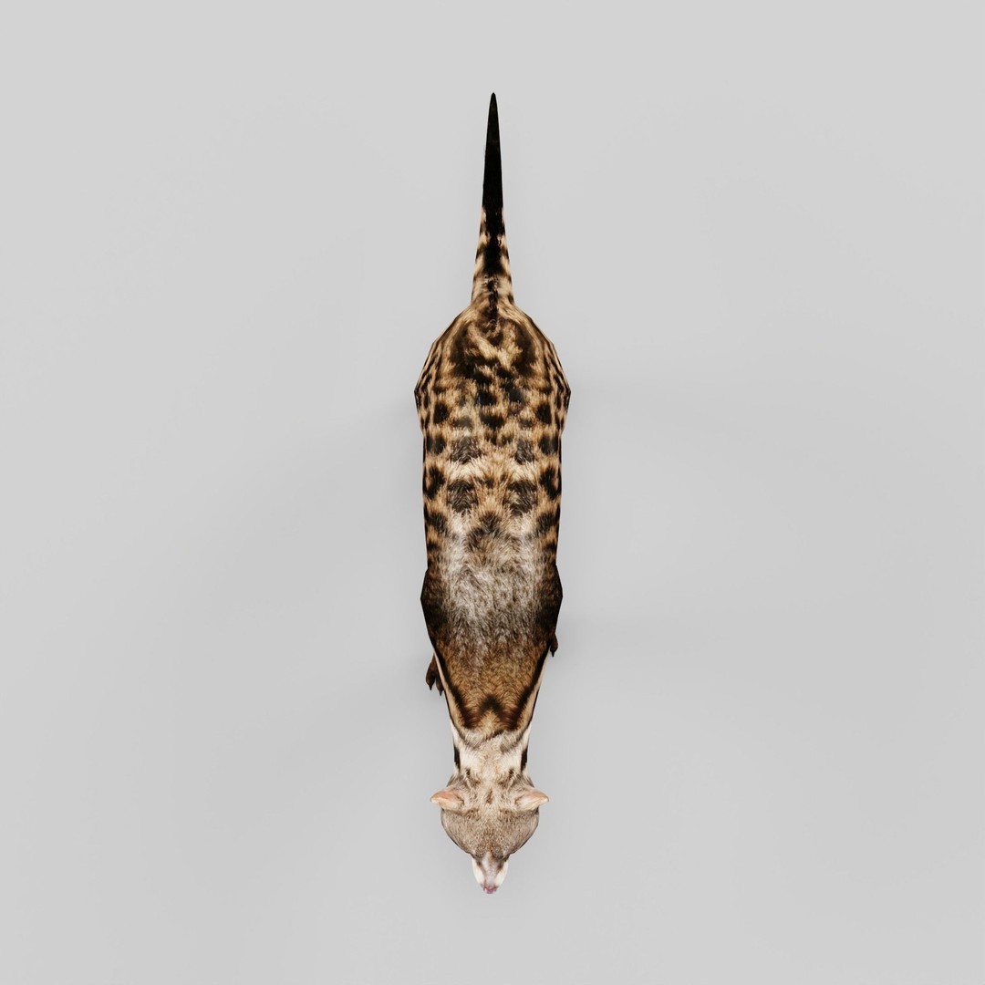 African Civet Cat 3D Model – Low Poly Rigged Game Asset, FBX