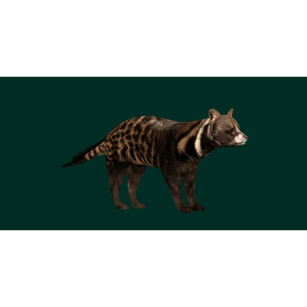 African Civet Cat 3D Model – Low Poly Rigged Game Asset, FBX - View 11