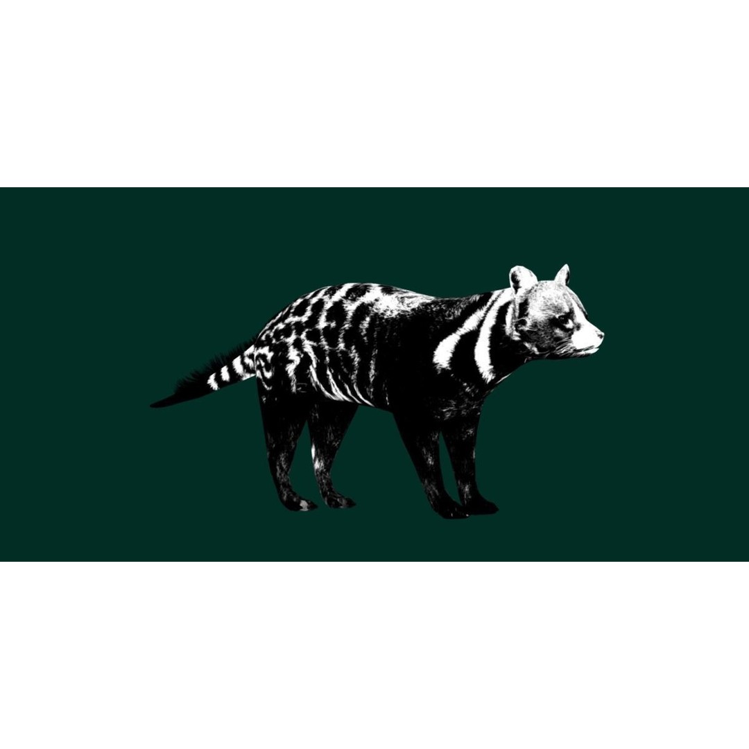 African Civet Cat 3D Model – Low Poly Rigged Game Asset, FBX - View 13