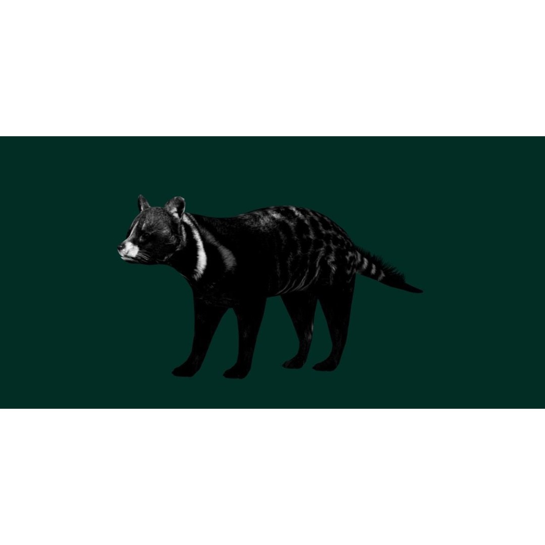 African Civet Cat 3D Model – Low Poly Rigged Game Asset, FBX - View 14