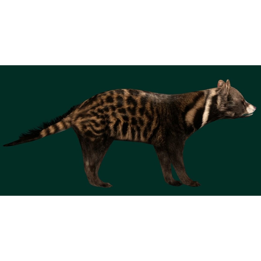 African Civet Cat 3D Model – Low Poly Rigged Game Asset, FBX - View 15