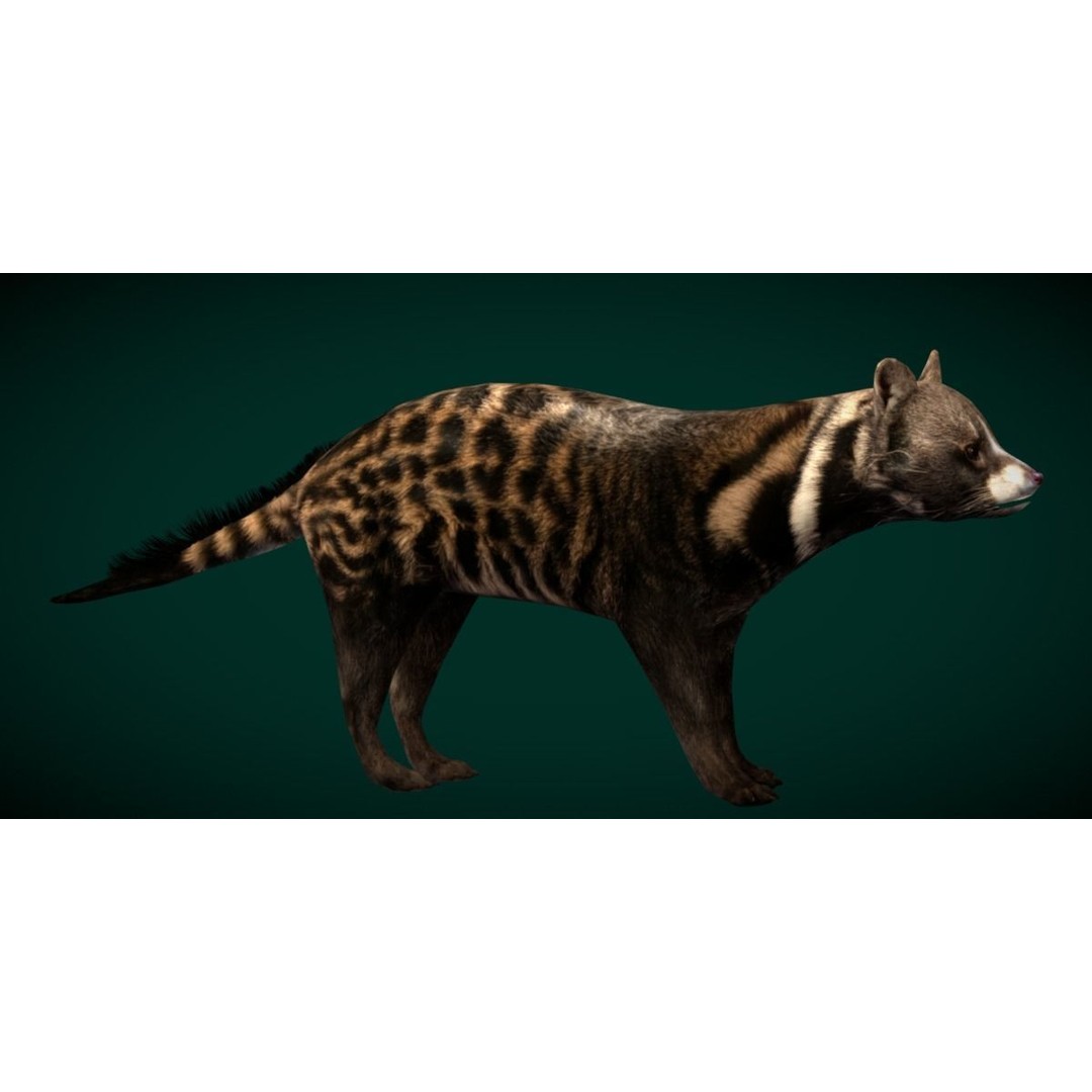 African Civet Cat 3D Model – Low Poly Rigged Game Asset, FBX - View 18