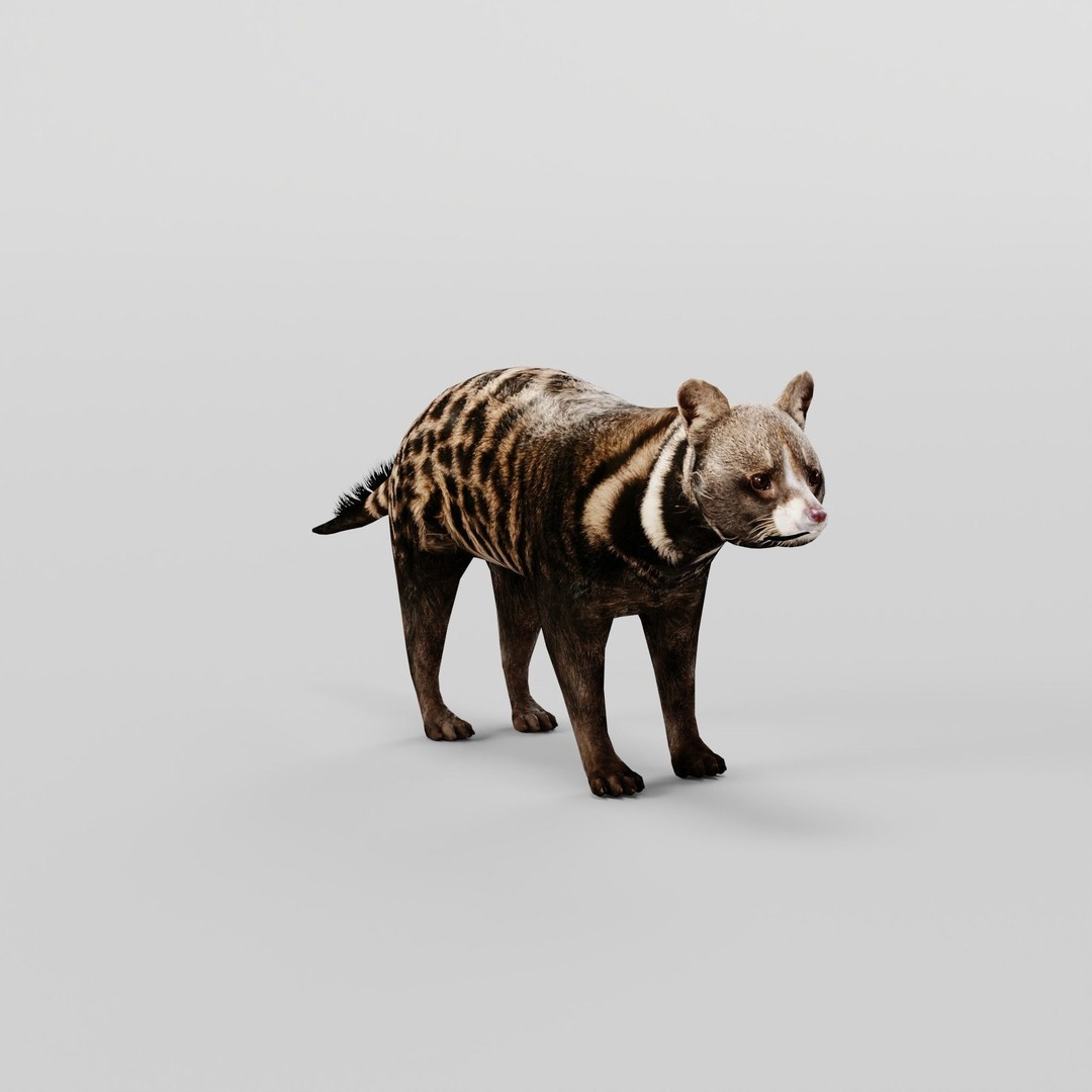 African Civet Cat 3D Model – Low Poly Rigged Game Asset, FBX - View 19