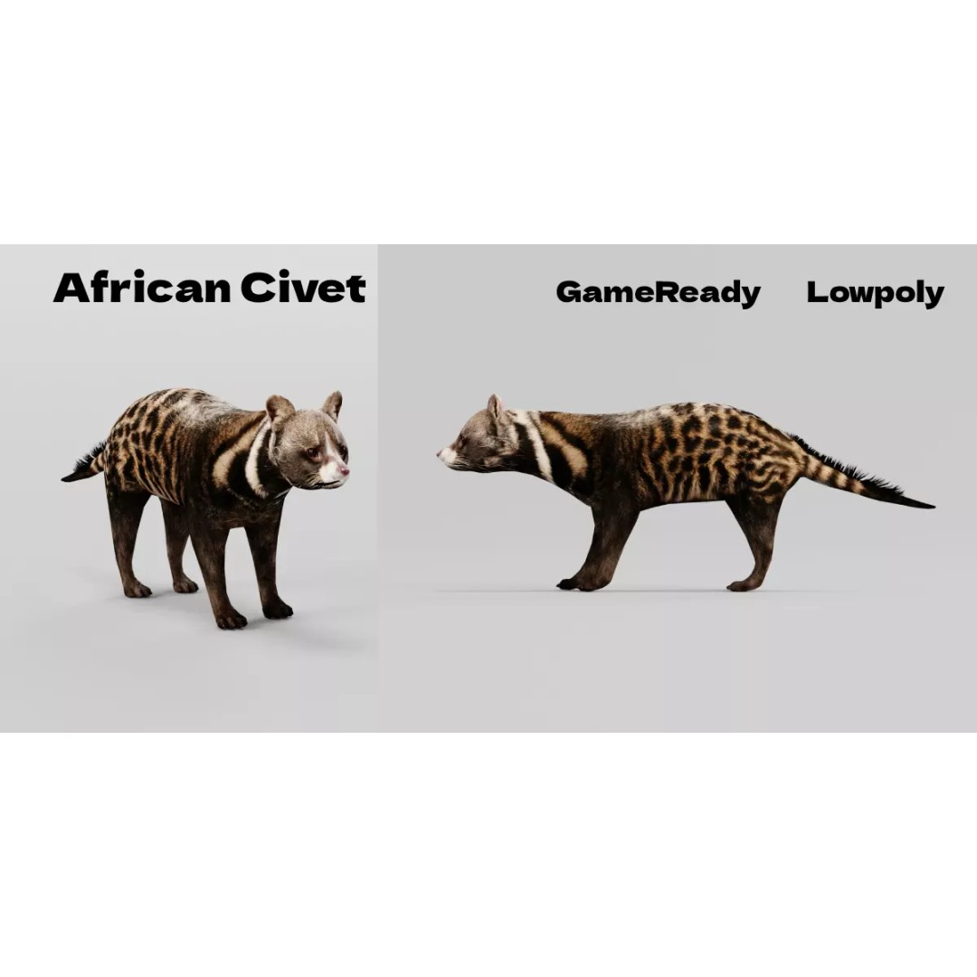 African Civet Cat 3D Model – Low Poly Rigged Game Asset, FBX - View 2