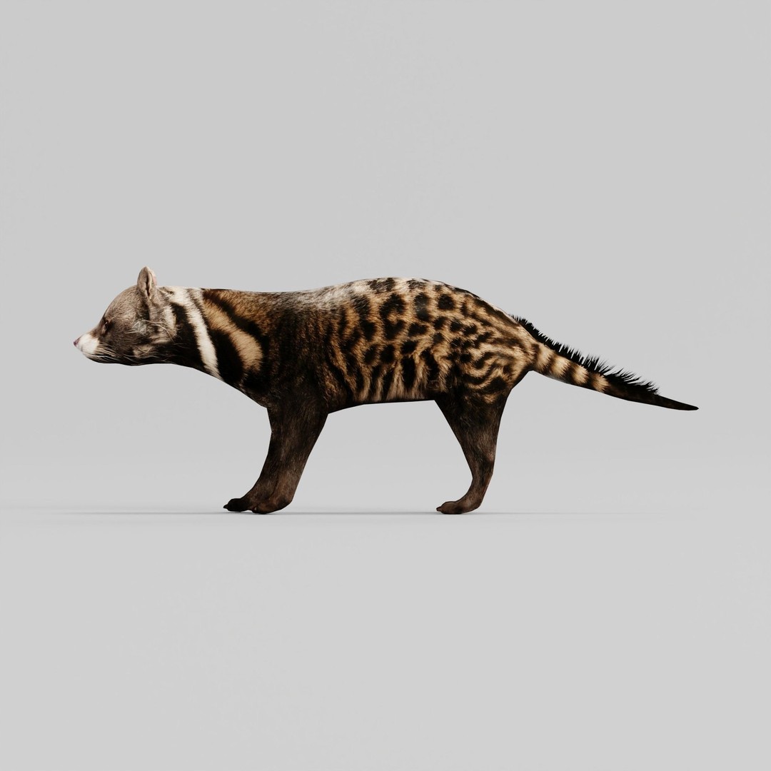 African Civet Cat 3D Model – Low Poly Rigged Game Asset, FBX - View 21