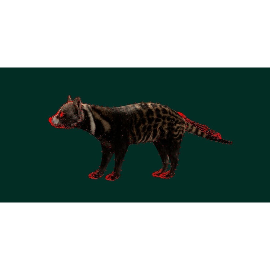 African Civet Cat 3D Model – Low Poly Rigged Game Asset, FBX - View 6