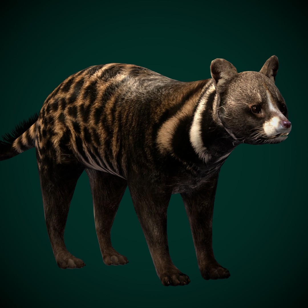 African Civet Cat 3D Model – Low Poly Rigged Game Asset, FBX - View 9
