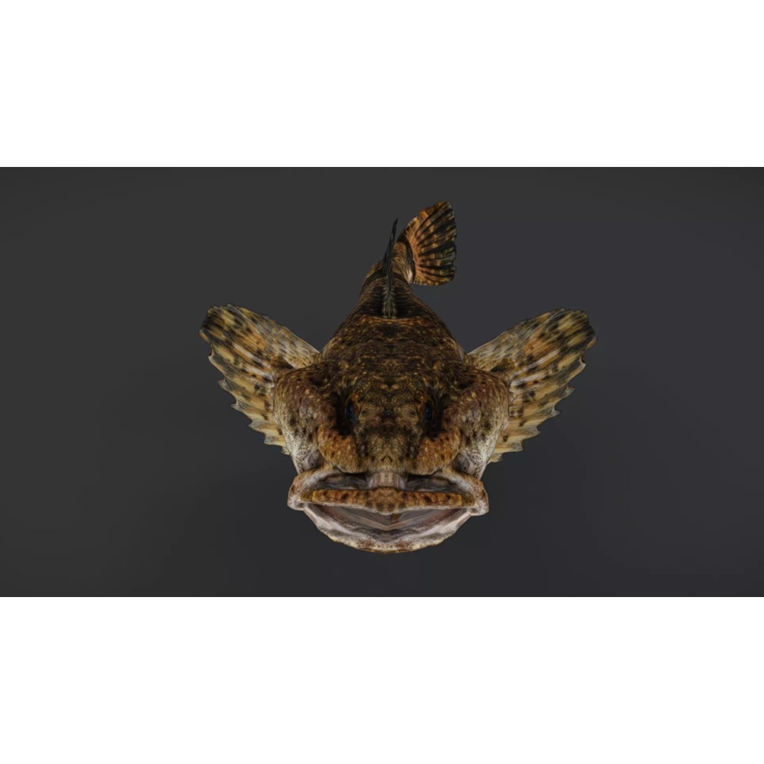 Realistic Freshwater Sculpin 3D Model – Low Poly Animated Fish, FBX