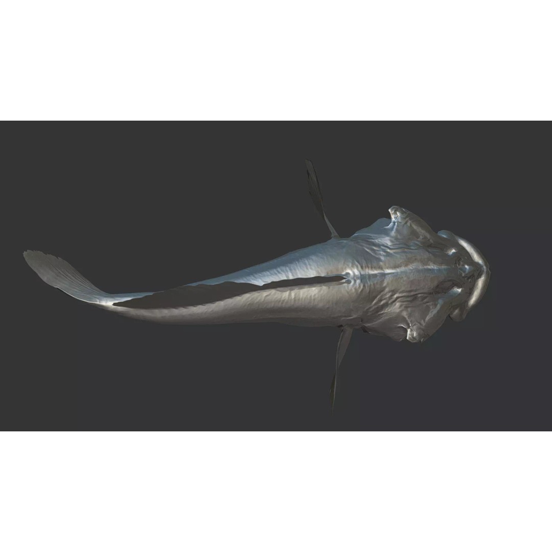 Realistic Freshwater Sculpin 3D Model – Low Poly Animated Fish, FBX - View 10