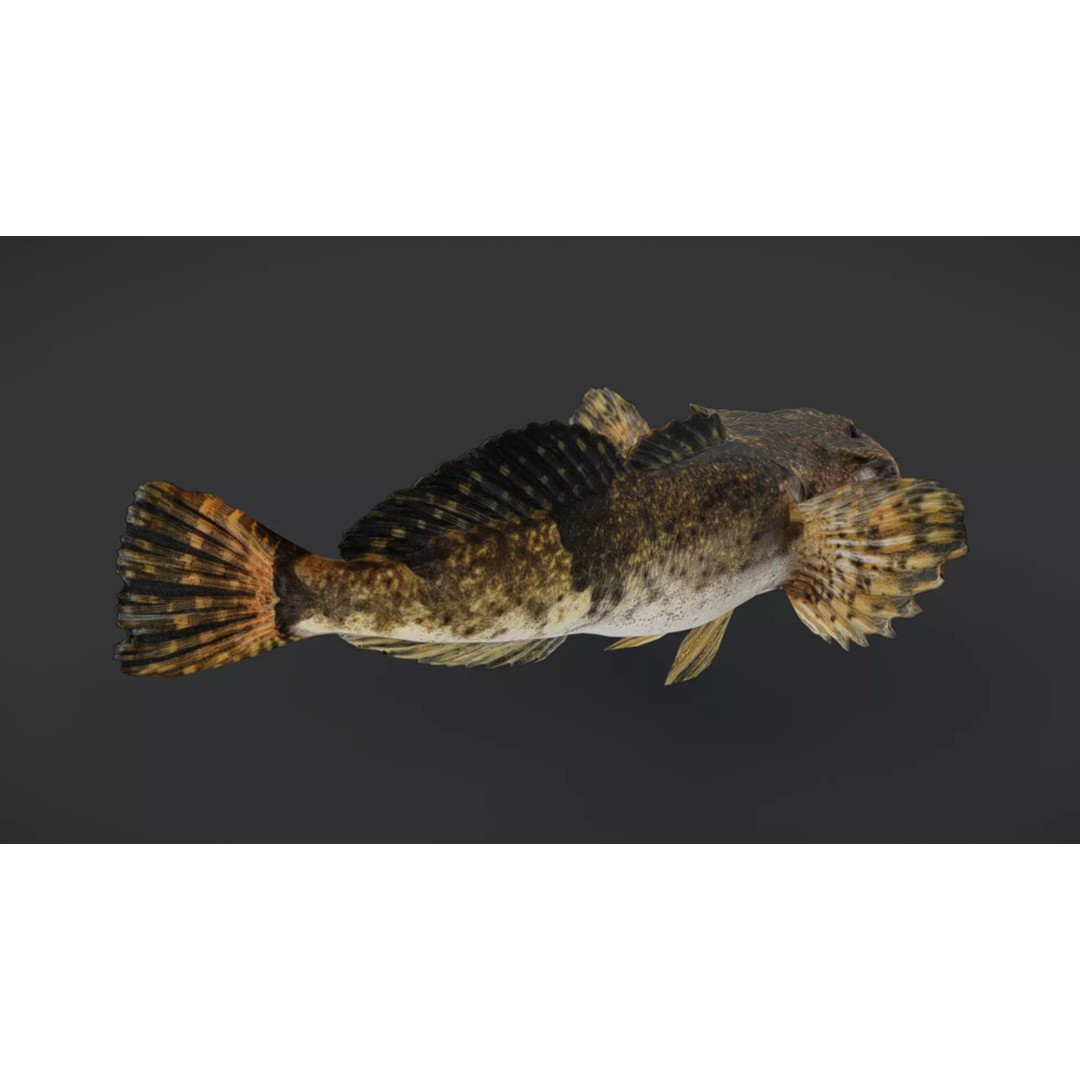 Realistic Freshwater Sculpin 3D Model – Low Poly Animated Fish, FBX - View 11