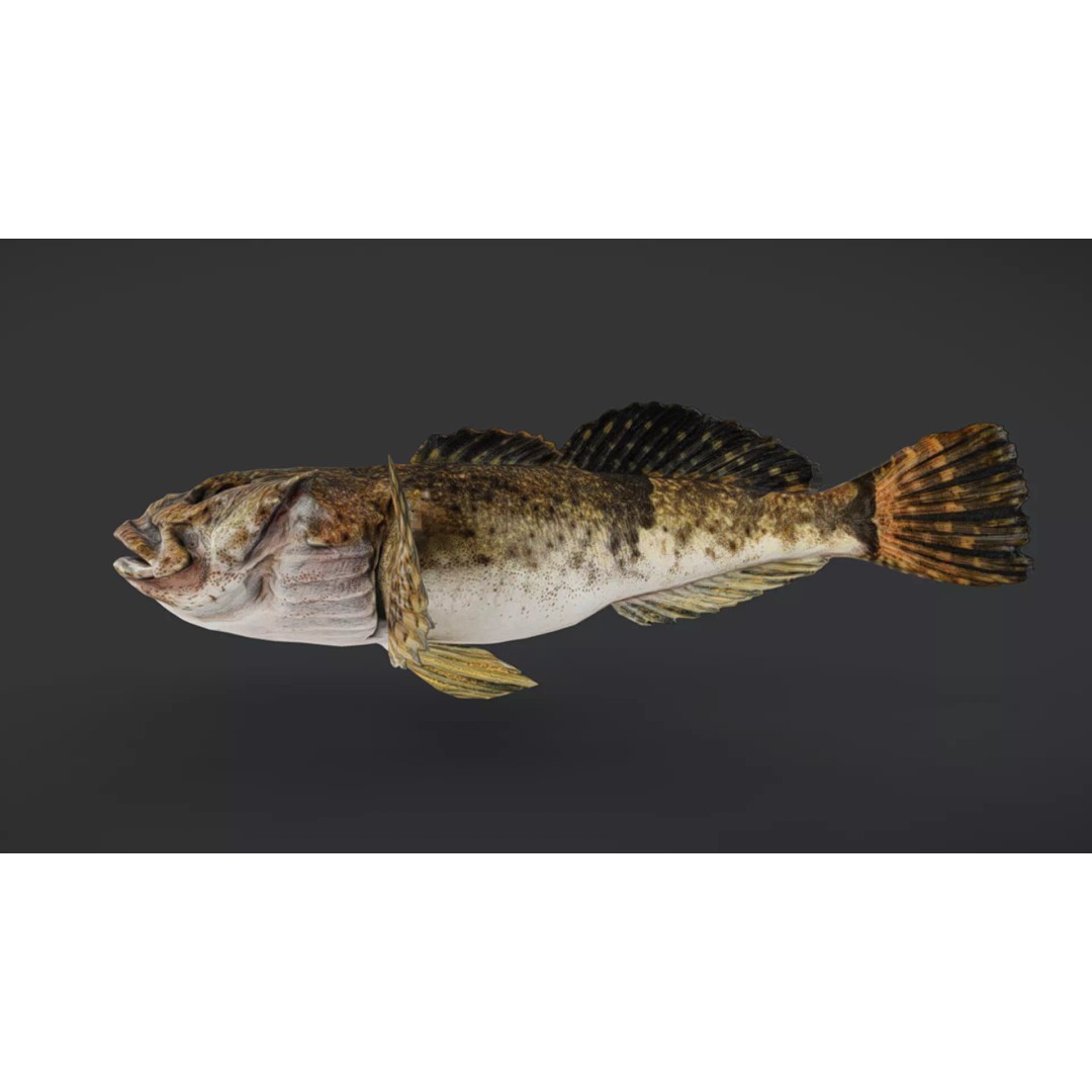 Realistic Freshwater Sculpin 3D Model – Low Poly Animated Fish, FBX - View 12