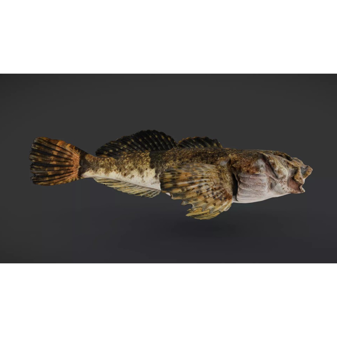 Realistic Freshwater Sculpin 3D Model – Low Poly Animated Fish, FBX - View 13