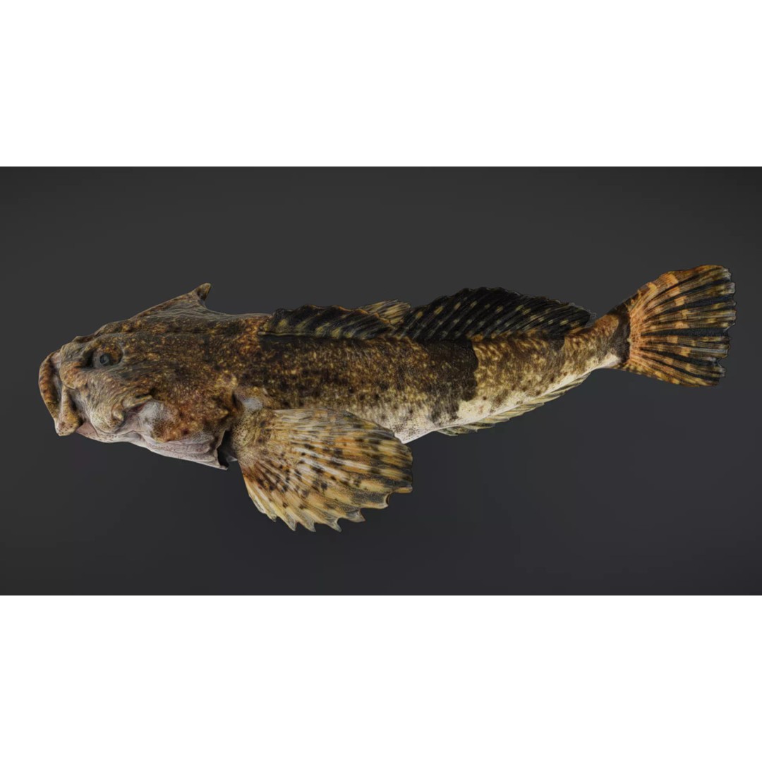 Realistic Freshwater Sculpin 3D Model – Low Poly Animated Fish, FBX - View 15