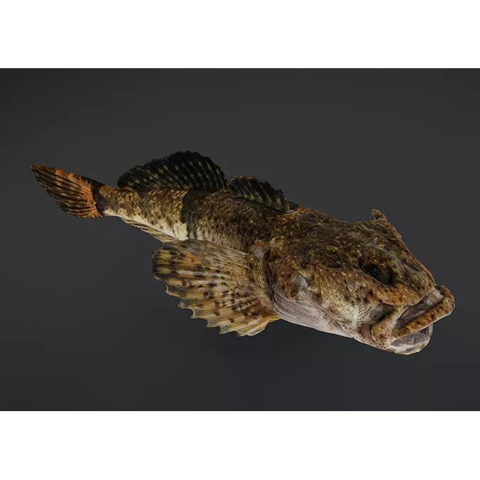 Realistic Freshwater Sculpin 3D Model – Low Poly Animated Fish, FBX - View 2