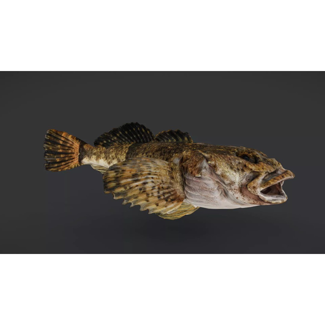 Realistic Freshwater Sculpin 3D Model – Low Poly Animated Fish, FBX - View 3
