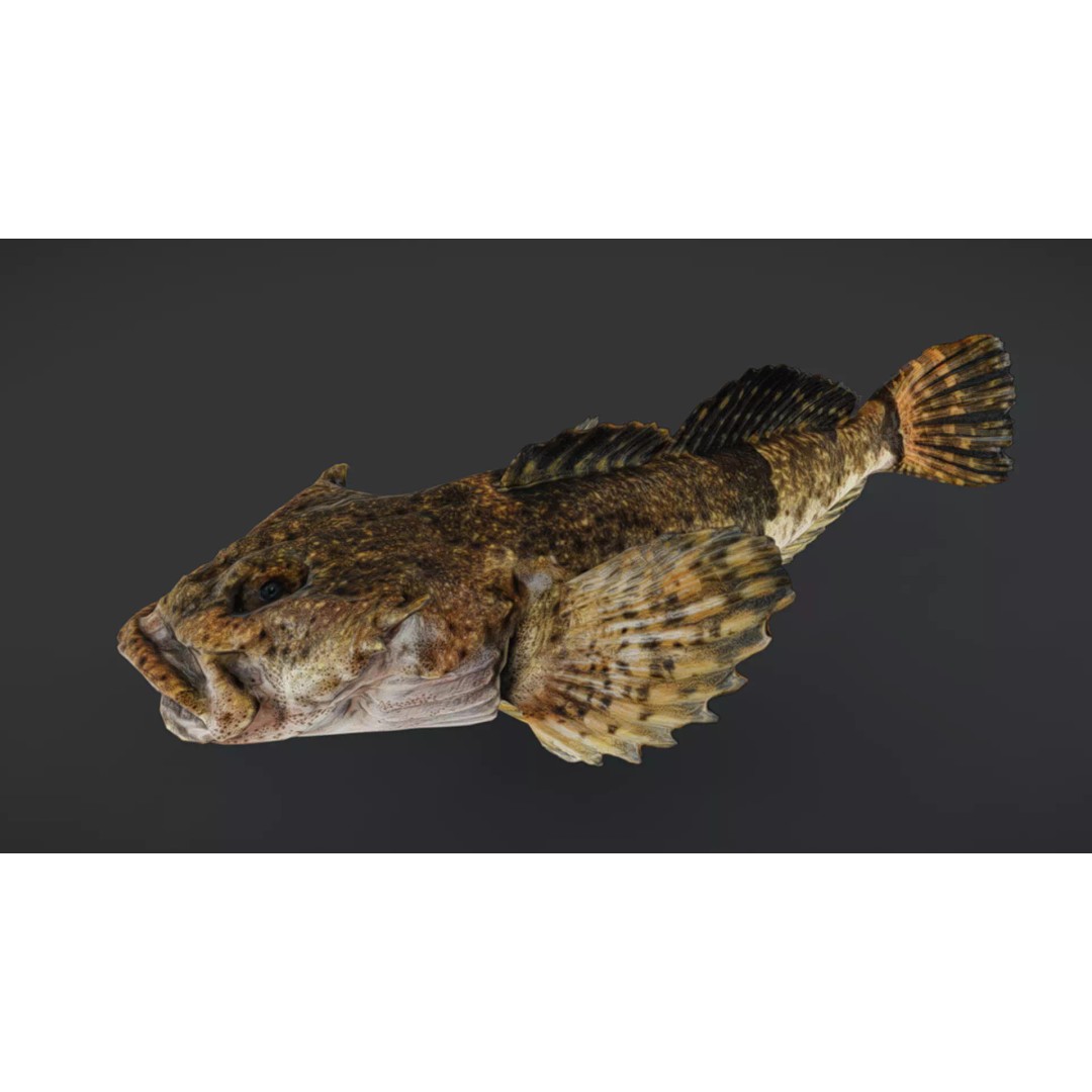 Realistic Freshwater Sculpin 3D Model – Low Poly Animated Fish, FBX - View 4